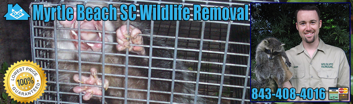 Myrtle Beach Wildlife and Animal Removal